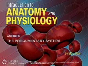 Chapter 6 THE INTEGUMENTARY SYSTEM 2012 Delmar Cengage