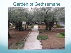 Garden of Gethsemane Jesus Prayer at Gethsemane Divide