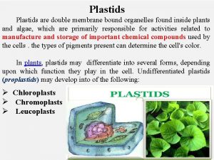 Plastids are double membrane bound organelles found inside