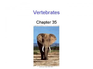 Vertebrates Chapter 35 The Chordates Chordates phylum Chordata