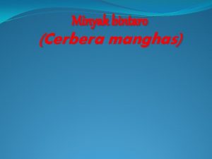 Minyak bintaro Cerbera manghas Pohon Bintaro Cerbera manghas