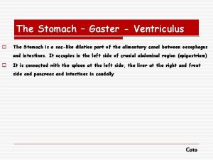 The Stomach Gaster Ventriculus o The Stomach is