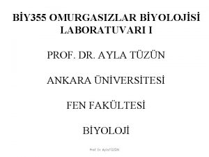 BY 355 OMURGASIZLAR BYOLOJS LABORATUVARI I PROF DR