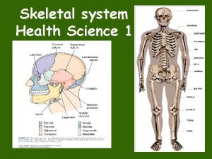 Skeletal system Health Science 1 Skeletal System Composed