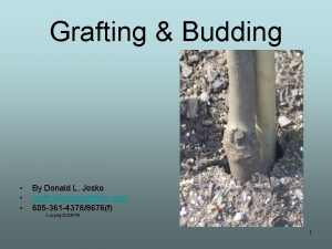 Grafting Budding By Donald L Josko horticultureguysvtv com