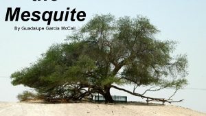the Mesquite By Guadalupe Garcia Mc Call Author