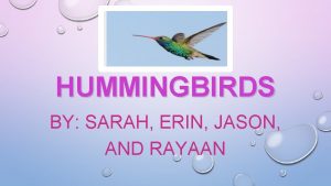 HUMMINGBIRDS BY SARAH ERIN JASON AND RAYAAN DIET