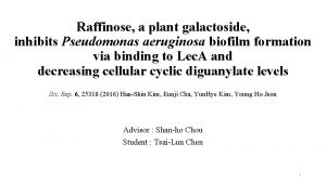 Raffinose a plant galactoside inhibits Pseudomonas aeruginosa biofilm