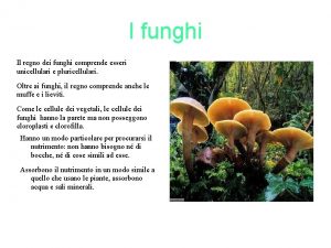 I funghi Il regno dei funghi comprende esseri