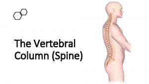 The Vertebral Column Spine The Vertebral Column Spine