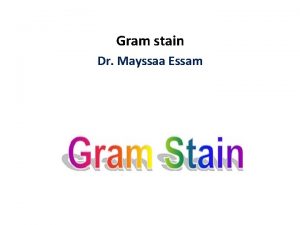 Gram stain Dr Mayssaa Essam Principle The Gram