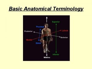Basic Anatomical Terminology Body Positions 1 Prone lying