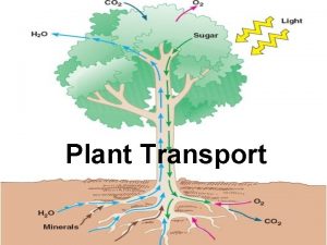 Plant Transport 3 Transpiration the loss of water