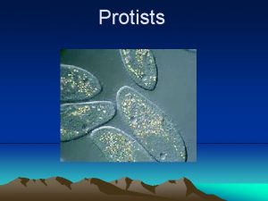 Protists The kingdom protista is a diverse group