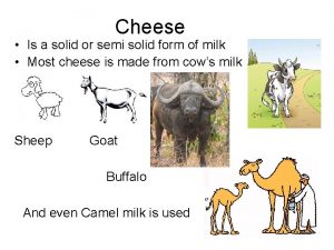 Cheese Is a solid or semi solid form