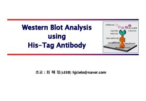 Western Blot Analysis using HisTag Antibody s 338