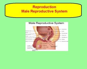 Reproduction Male Reproductive System Is reproduction necessary The