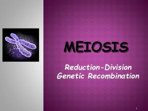 MEIOSIS ReductionDivision Genetic Recombination 1 MEIOSIS Mitosis asexual