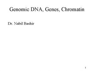Genomic DNA Genes Chromatin Dr Nabil Bashir 1