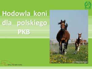 Hodowla koni dla polskiego PKB Fot Magorzata Siergiej