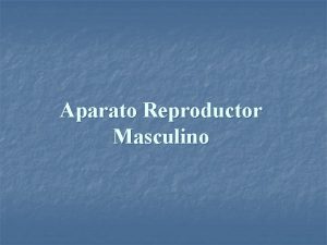 Aparato Reproductor Masculino Aparato reproductor masculino n 1