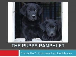 THE PUPPY PAMPHLET Presented by Tri Peaks Kennel