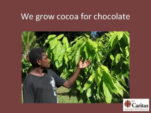 We grow cocoa for chocolate Does chocolate grow