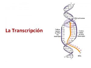 La Transcripcin Objetivo Comprender el proceso de transcripcin