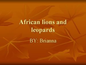 African lions and leopards BY Brianna Lions in