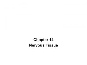 Chapter 14 Nervous Tissue Neuron single cell Nerve
