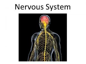 Nervous System Functions Sensory input sensory receptors monitor