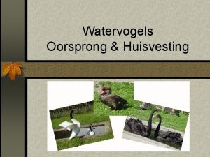 Watervogels Oorsprong Huisvesting Oorsprong Verre Oosten afwijkend type