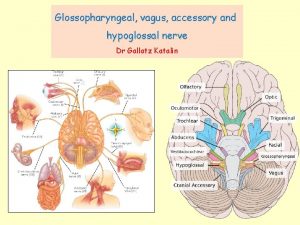 Glossopharyngeal vagus accessory and hypoglossal nerve Dr Gallatz