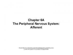 Chapter 6 A The Peripheral Nervous System Afferent