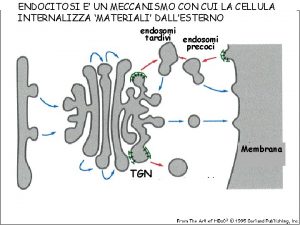 ENDOCITOSI E UN MECCANISMO CON CUI LA CELLULA