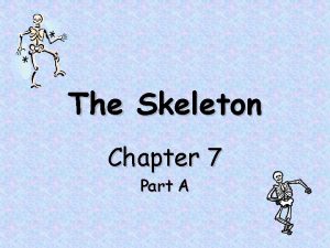 The Skeleton Chapter 7 Part A The Skeleton