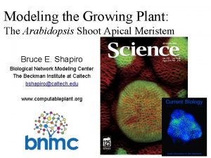 Modeling the Growing Plant The Arabidopsis Shoot Apical