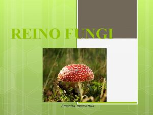 REINO FUNGI Amanita muscarina I Caractersticas gerais Ex