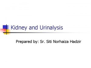 Kidney and Urinalysis Prepared by Sr Siti Norhaiza