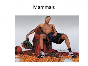 Mammals