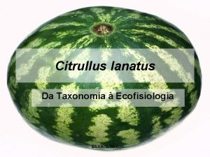 Citrullus lanatus Da Taxonomia Ecofisiologia SILVA L M