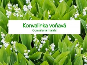 Konvalinka voav Convallaria majalis udovo perlika kokornk bimbonka