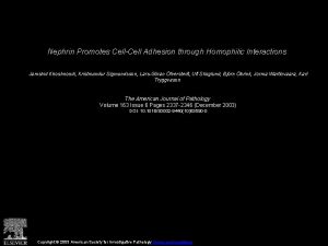 Nephrin Promotes CellCell Adhesion through Homophilic Interactions Jamshid