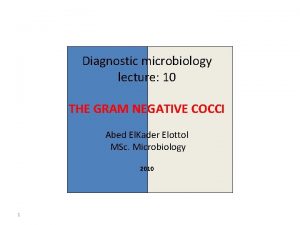 Diagnostic microbiology lecture 10 THE GRAM NEGATIVE COCCI