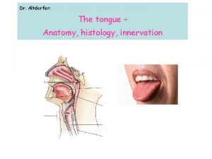 Dr Altdorfer The tongue Anatomy histology innervation Sulcus