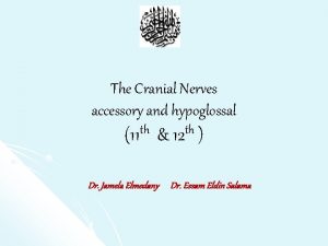 The Cranial Nerves accessory and hypoglossal 11 th