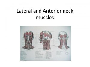 Lateral and Anterior neck muscles Poor head position