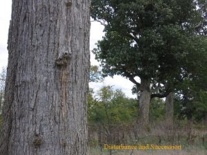 Disturbance and Succession Primary succession is a process