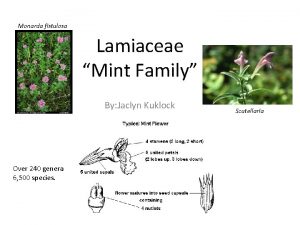 Monarda fistulosa Lamiaceae Mint Family By Jaclyn Kuklock