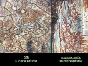 SPB Sshaped galleries engraver beetle branching galleries SPB